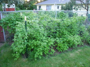 The berries are coming!