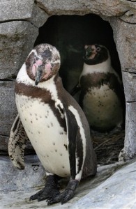 Germany Male Penguin Parents Germany Male Penguin Parents