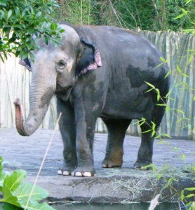 Oregon_zoo_elephant_P1537 Oregon_zoo_elephant_P1537