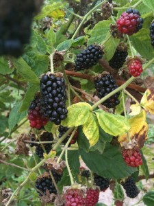 Marionberries 8-10