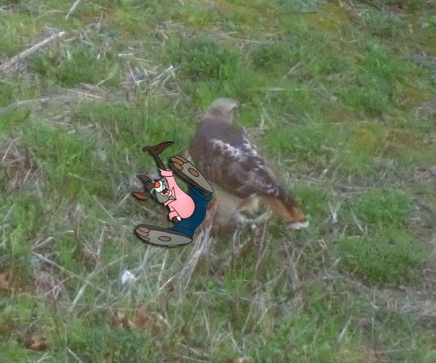 mrbunny